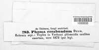 Leptosphaeria errabunda image